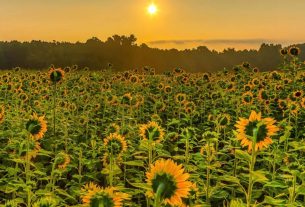 آیا گیاهان می‌توانند به خواب بروند؟