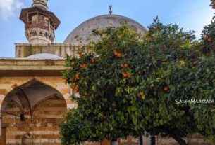 درخت نارنج زیبا در حیاط مسجد الیاغوشیة در دمشق+عکس
