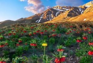 دشت لاله‌های واژگون خوانسار در بهار+عکس