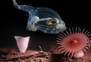 گونه‌های بیگانه برای اولین‌بار در تاریک‌ترین اعماق اقیانوس مشاهده شدند