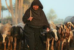 تصویر متفاوت از گله گوسفندان در مصر و چوپان‌شان