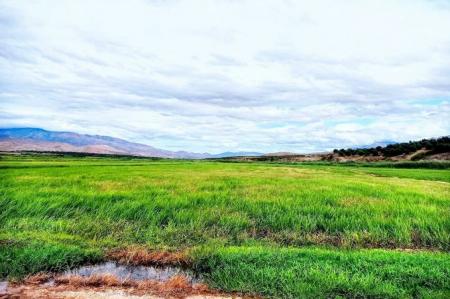 شالیزارهای برنج طارم در کناره رود قزل‌اوزن منظره‌ای طبیعی و زیبا