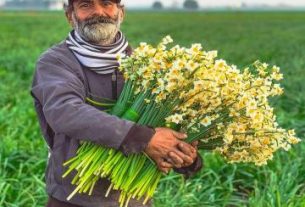 ی é از تلاش و : پدر زحمتکش در میان گلهای نرگس