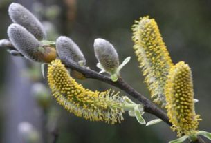 بیدمشک گیاهی اضطراب: راهکار طبیعی برای خواب عمیق و سلامت روان